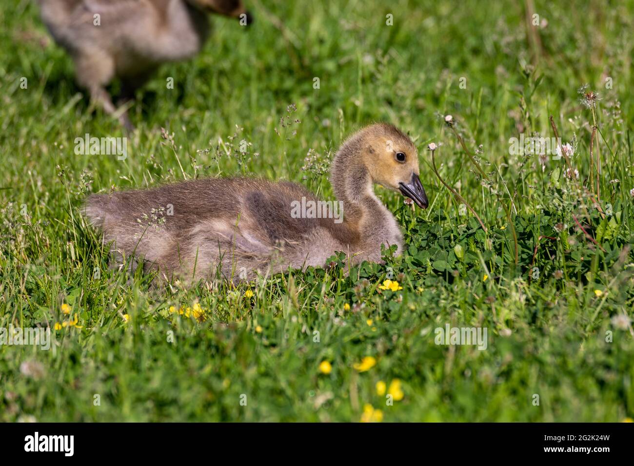 Canada goose (Branta canadensis) gosling perching on grass in Helsinki, Finland Stock Photo