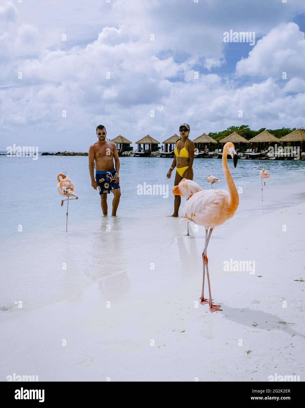Aruba beach with pink flamingos at the beach, flamingo at the beach in ...