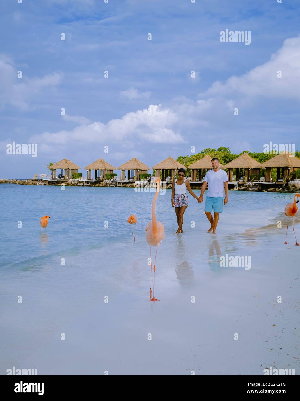 Aruba beach with pink flamingos at the beach, flamingo at the beach in ...