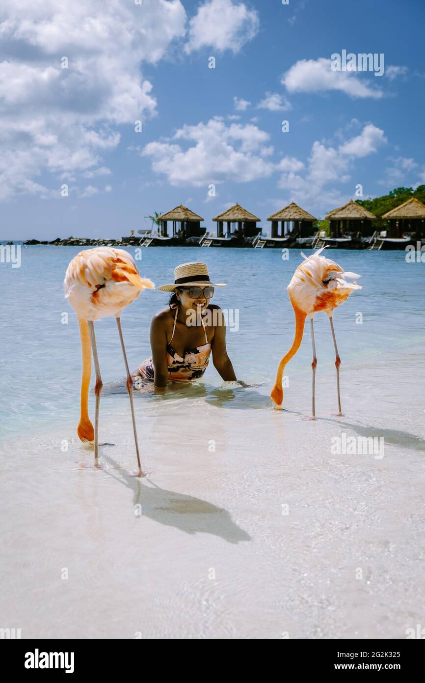 Aruba beach with pink flamingos at the beach, flamingo at the beach in ...
