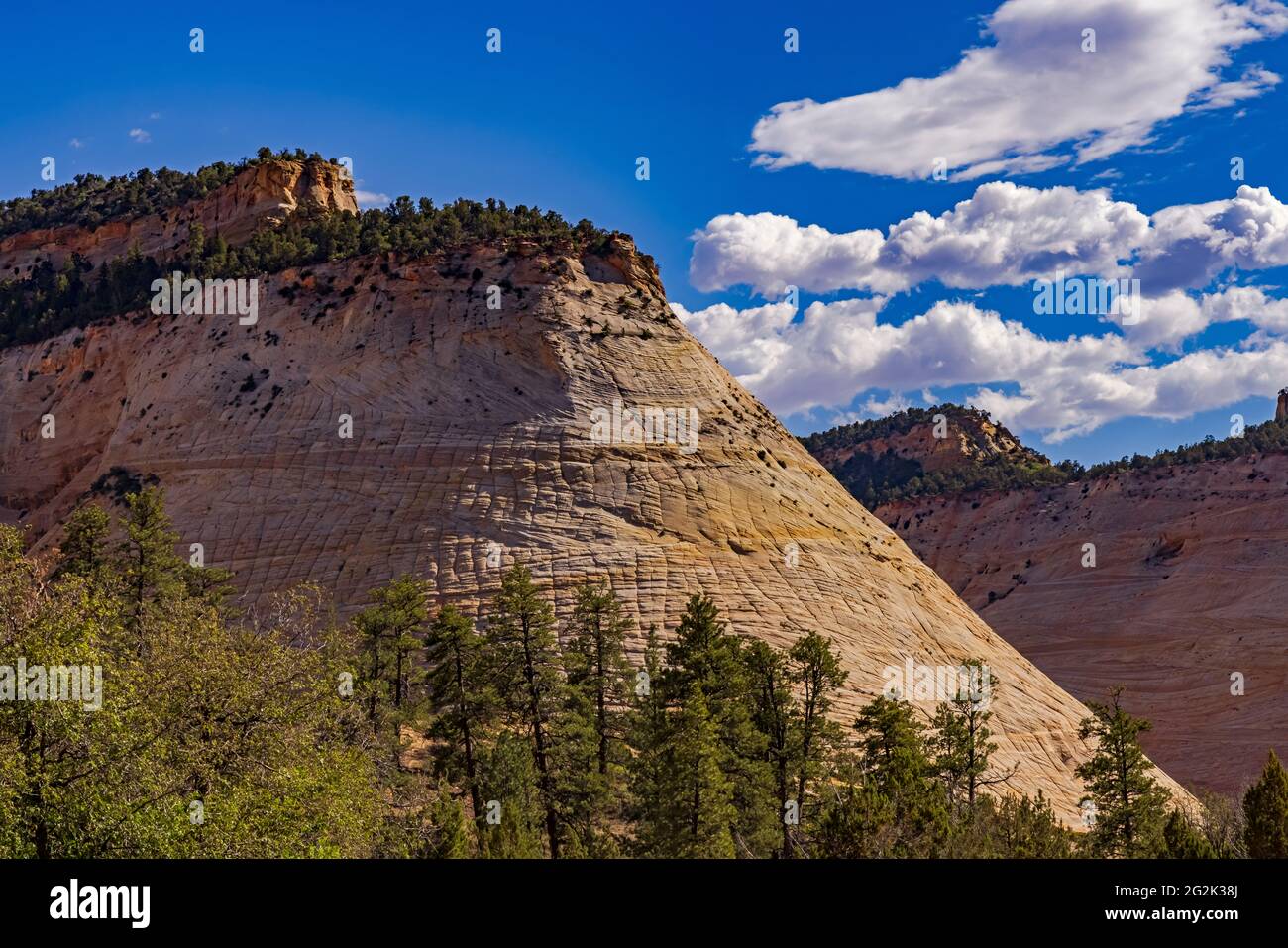 This is a view of the familiar landmark known as Checkerboad Mesa on the east side of Zion National Park, Springdale, Kane County, Utah, USA. Stock Photo