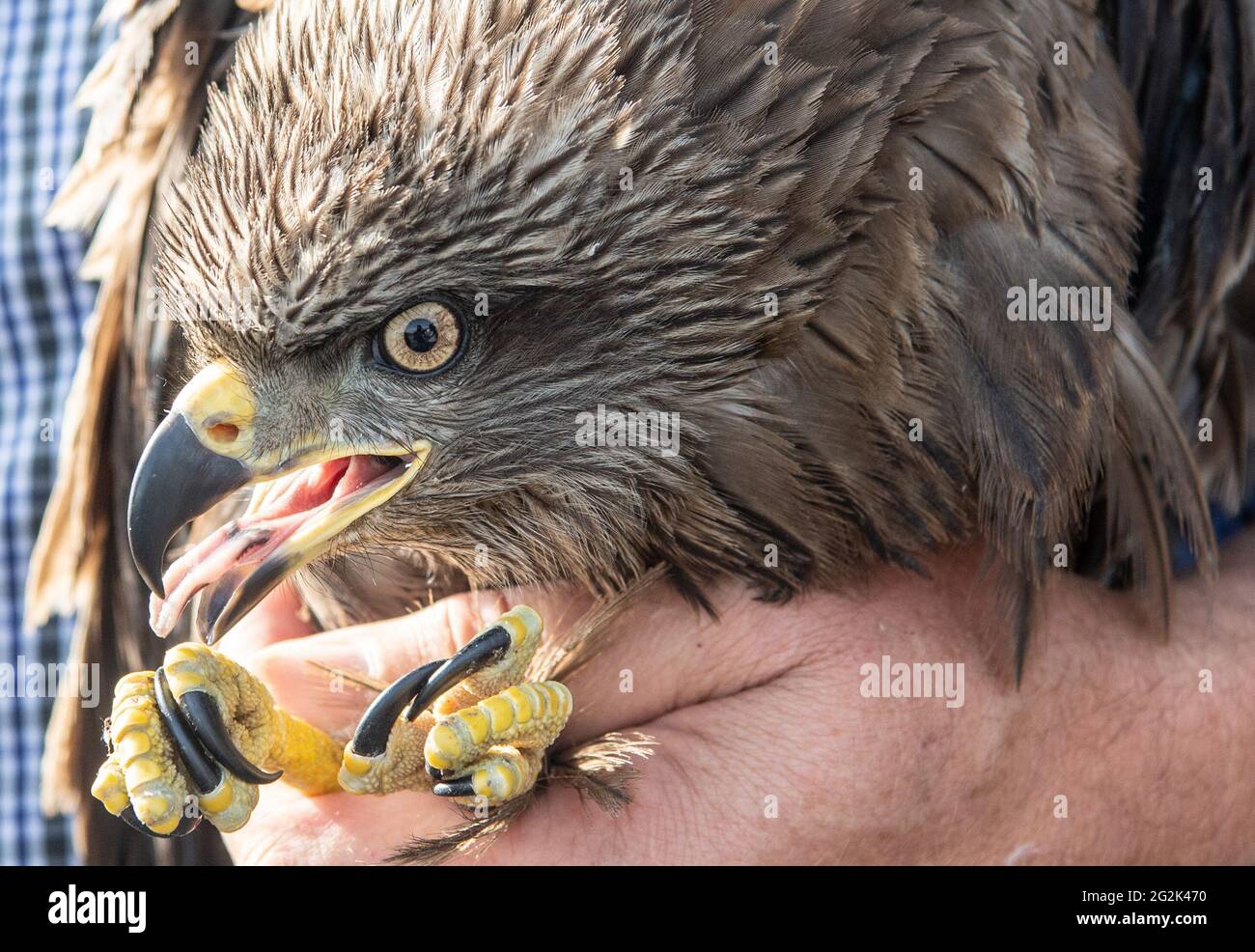 Wiesbaden, Germany. 12th June, 2021. Bird ringers and ornithologist Reinhard Vohwinkel caught a black kite at the landfill site in Wiesbaden in order to ring it afterwards. A large colony of the birds of prey lives on the huge site (to dpa 'Lunchtime in the garbage: Black Kites dine in the landfill'). Credit: Boris Roessler/dpa/Alamy Live News Stock Photo
