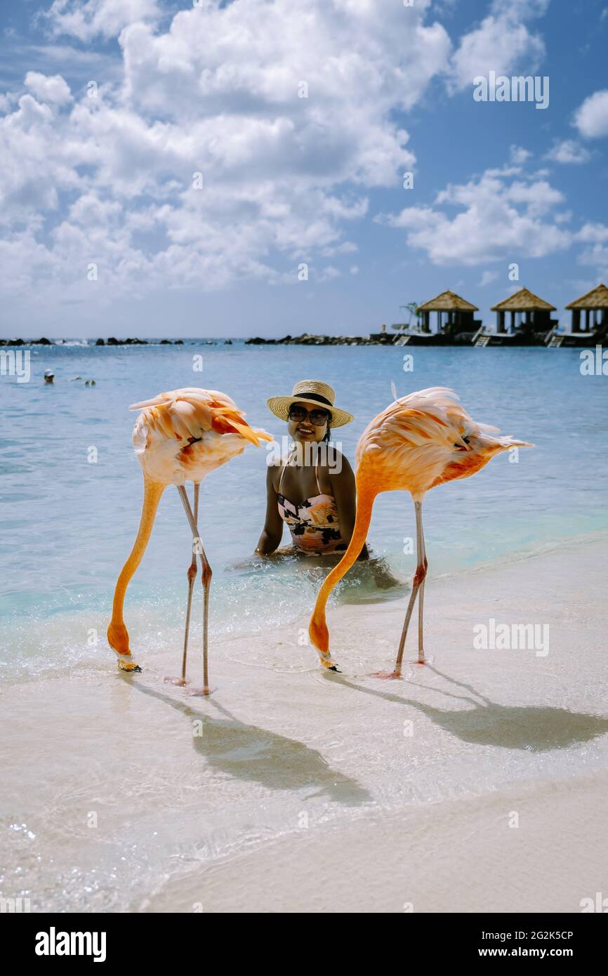 Aruba beach with pink flamingos at the beach, flamingo at the beach in ...