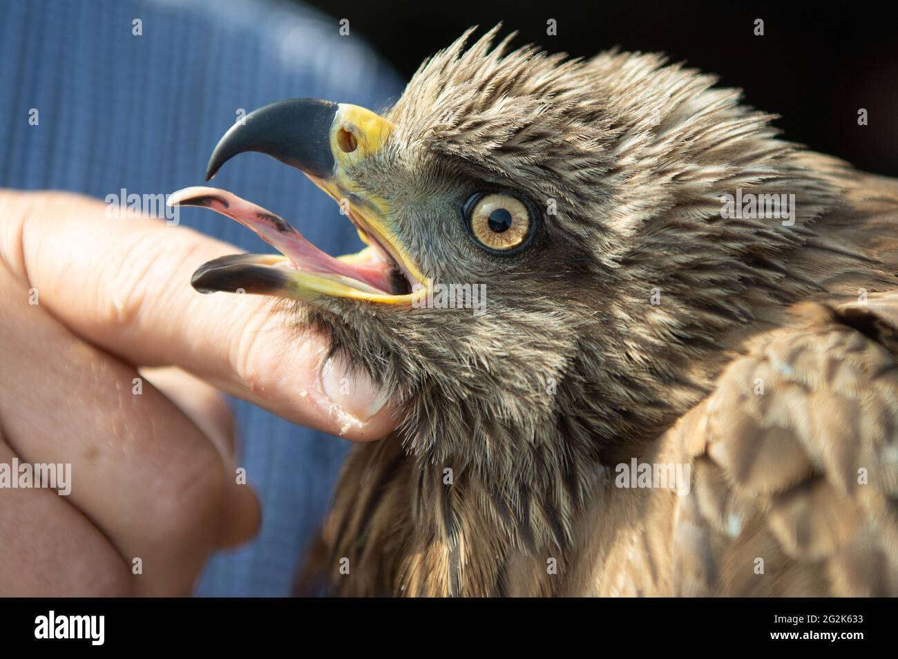 Wiesbaden, Germany. 12th June, 2021. The bird ringers caught a black kite at the landfill site in Wiesbaden in order to ring it afterwards. A large colony of birds of prey lives on the huge site. Credit: Boris Roessler/dpa/Alamy Live News Stock Photo