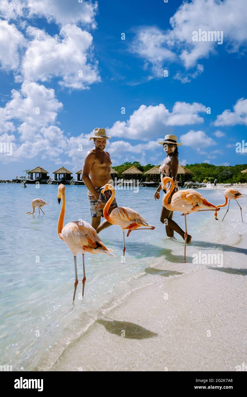 Aruba beach with pink flamingos at the beach, flamingo at the beach in ...