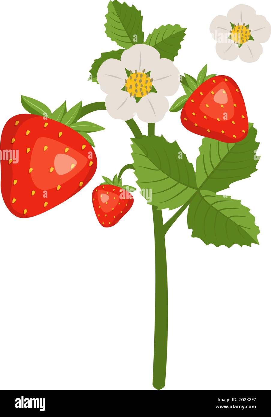 Strawberries with leaves and flowers Stock Vector