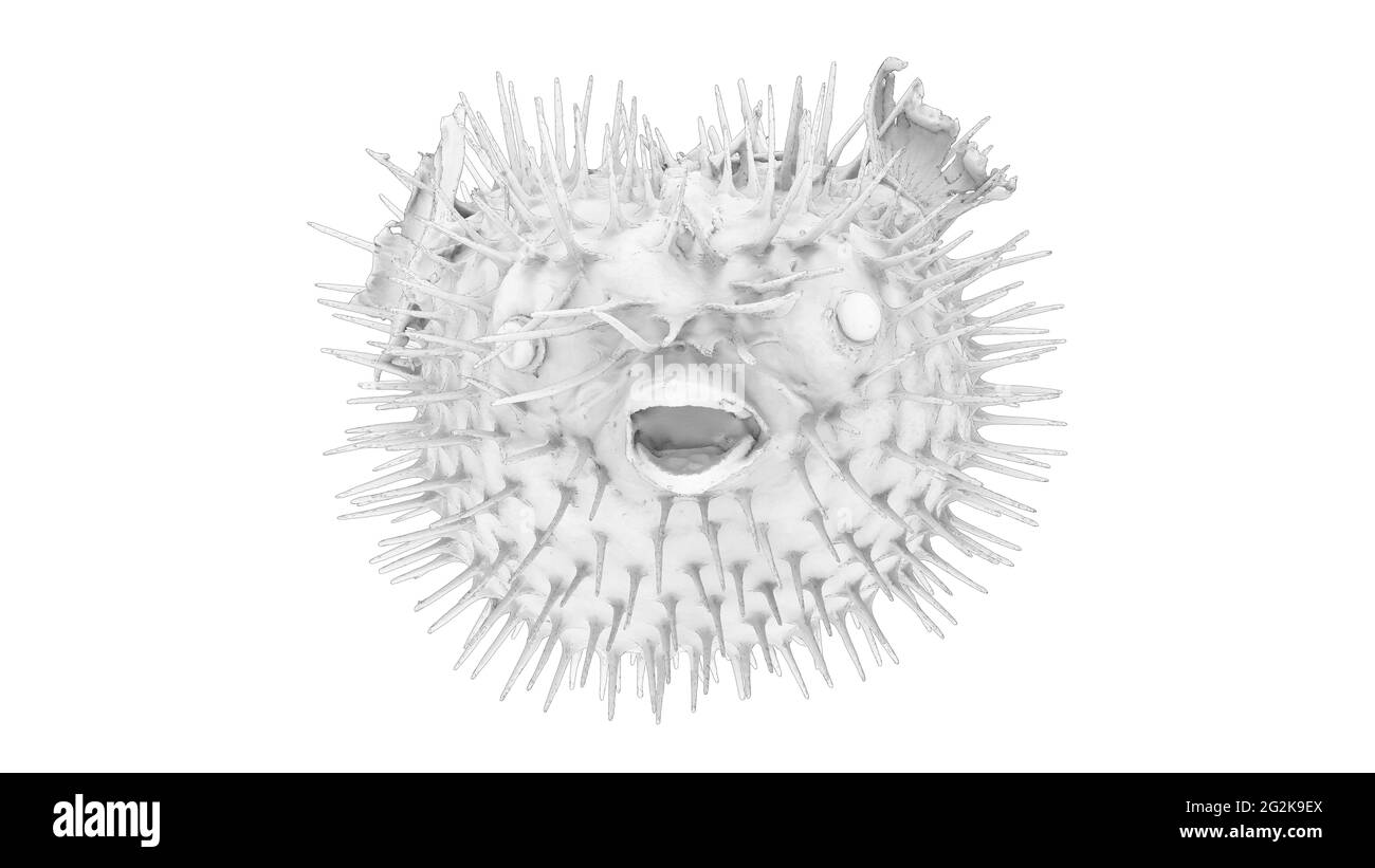 3d rendering of a puffer fish isolated on a white empty space background Stock Photo
