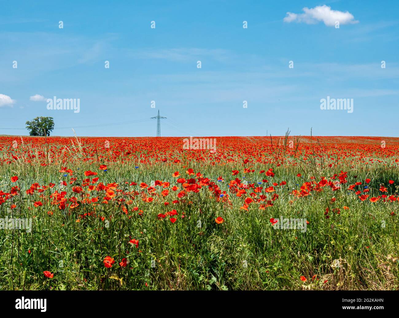 Wild poppies in countryside hi-res stock photography and images - Alamy