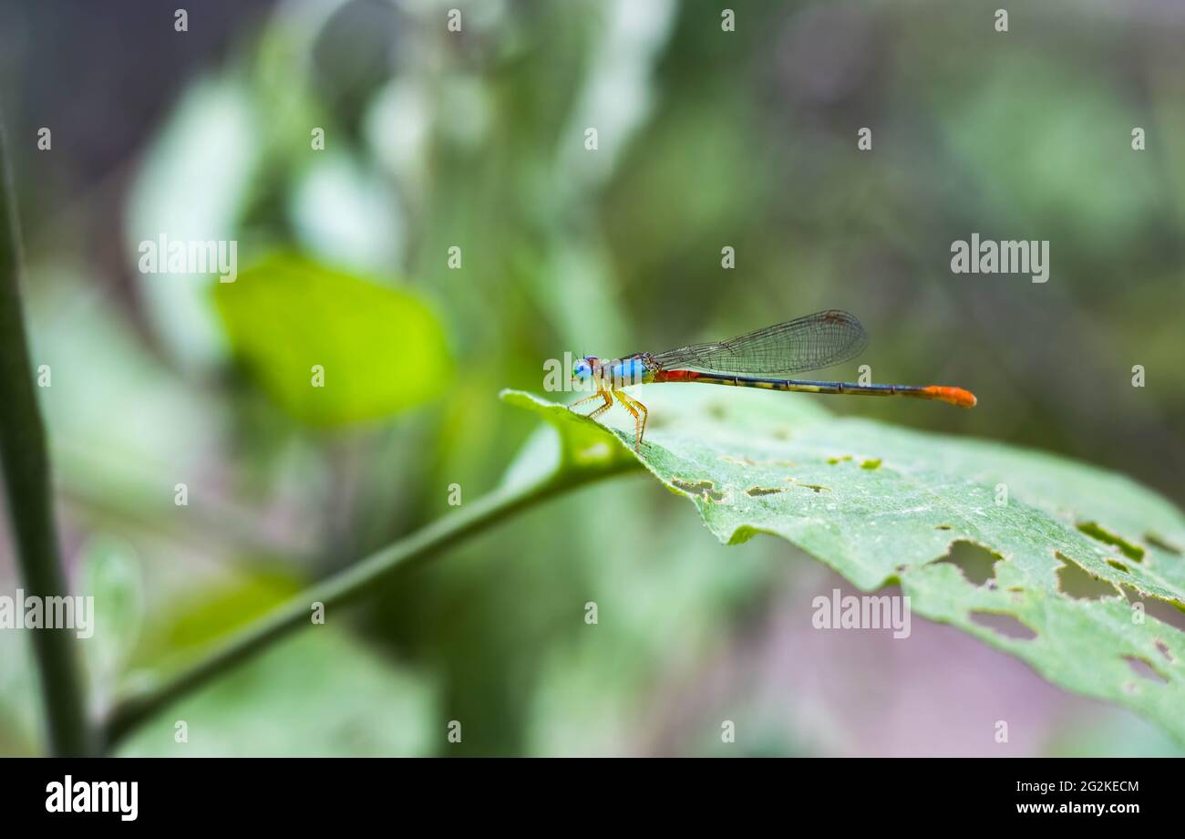 A beautiful colorful multicolor dragonfly sitting on an eggplant leaf Stock Photo