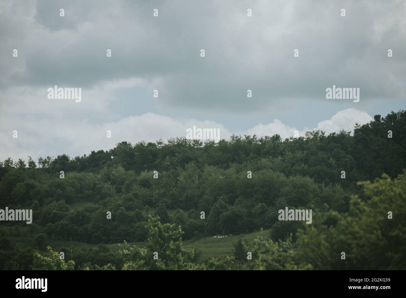 Green trees in a forest under the cloudy sky Stock Photo - Alamy