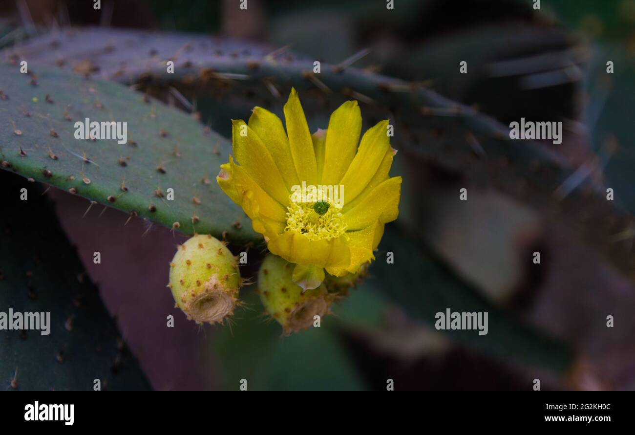 Cactus flowers. the fruit of the cactus. cactus is blooming. cactus is