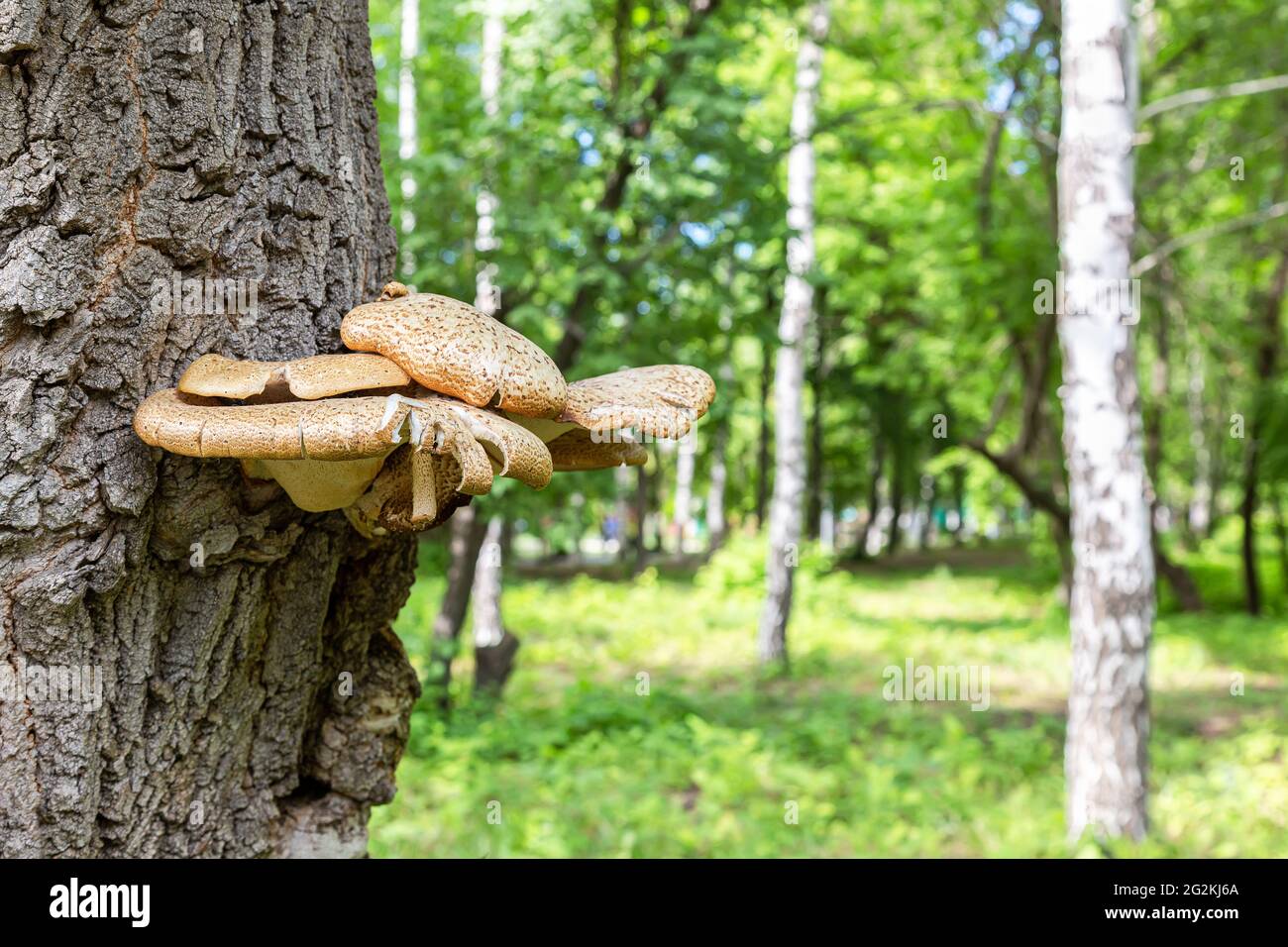 Mushroom parasite growing on the bark of a tree in a city park Stock Photo