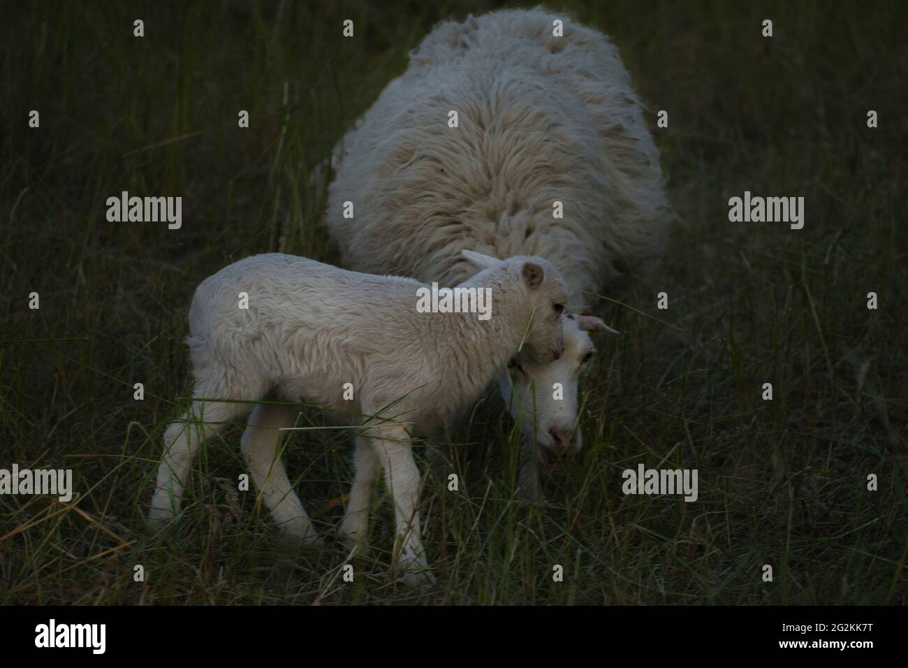 Sheep and lamp Stock Photo