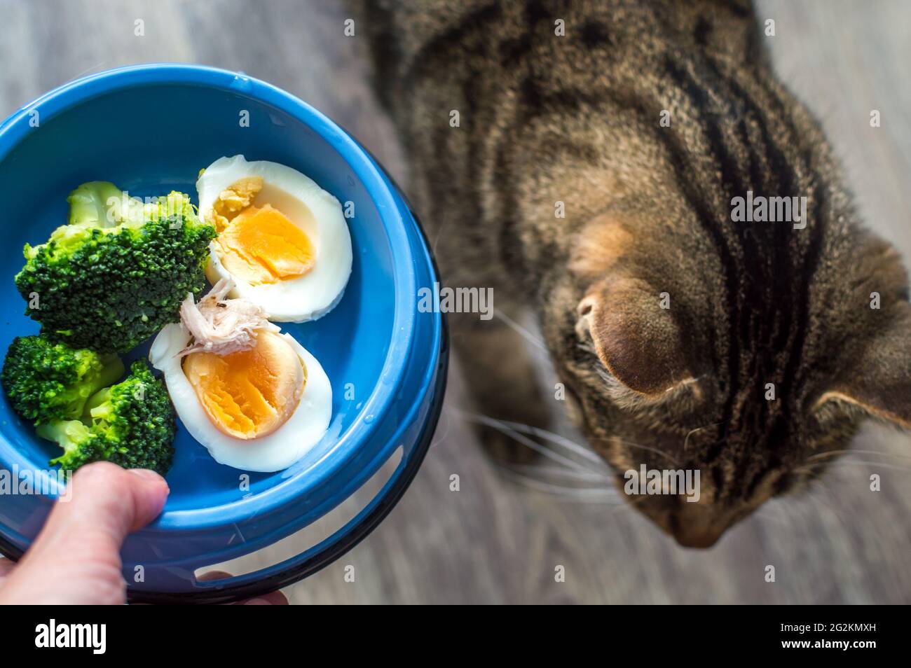 Bowl for the cat with natural food. Cat food Stock Photo
