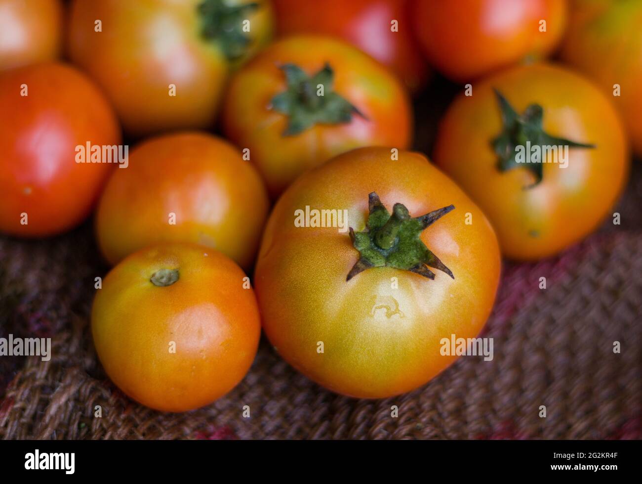 Tomatos are placed on the sack of sack. Stock Photo