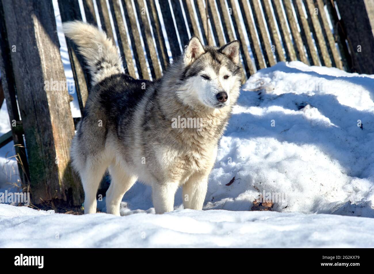 Husky siberian dog portrait hi-res stock photography and images - Alamy