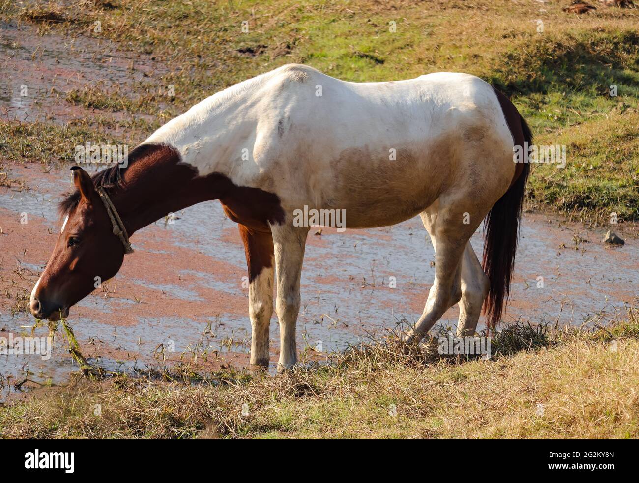 Horse eating grass in pond. Stock Photo