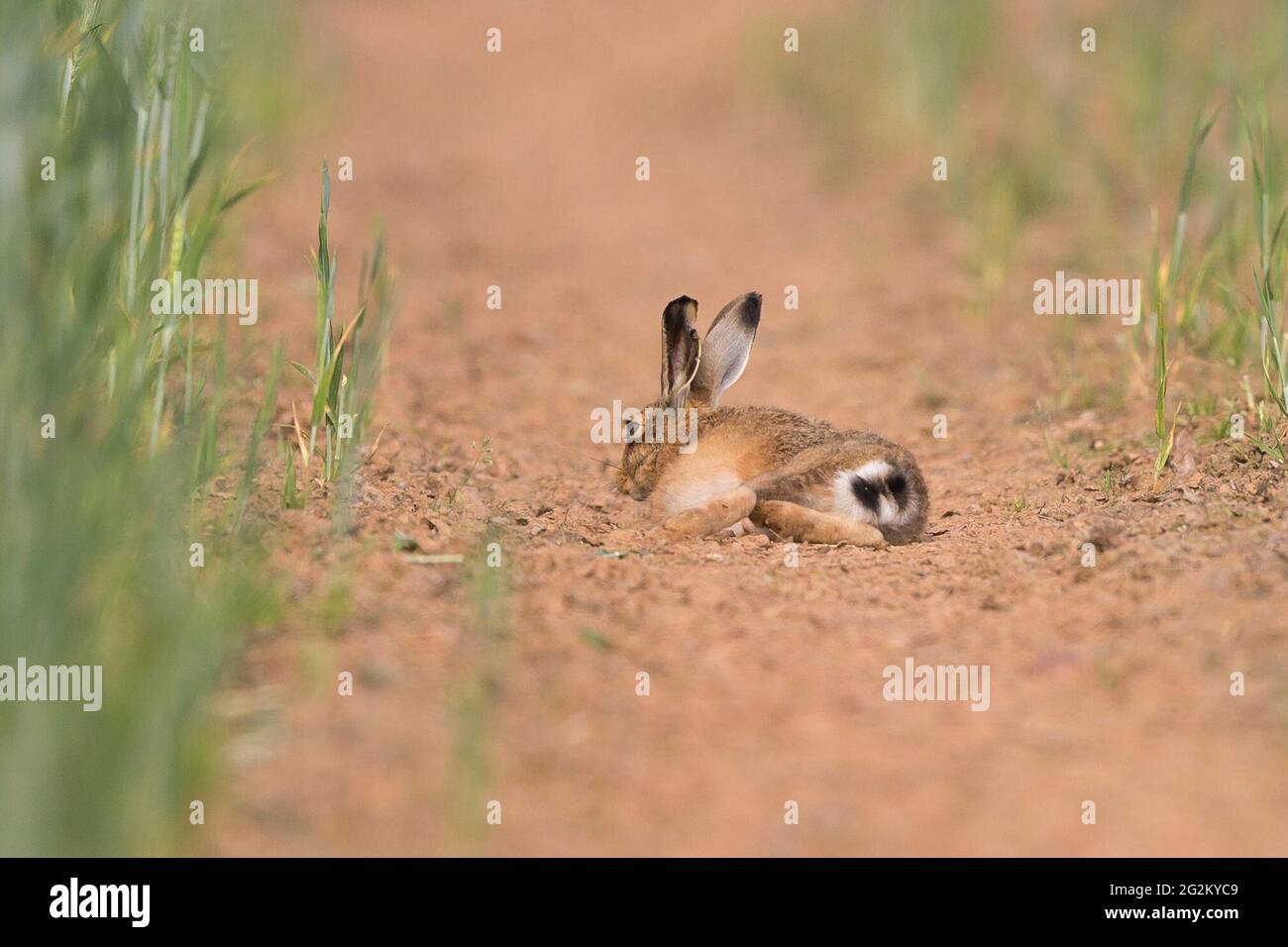 Kidderminster, UK. 12th June, 2021. UK weather: a common brown hare is amongst the early morning risers enjoying today's sunshine as he lays about soaking up the heat. Credit: Lee Hudson/Alamy Live News Stock Photo