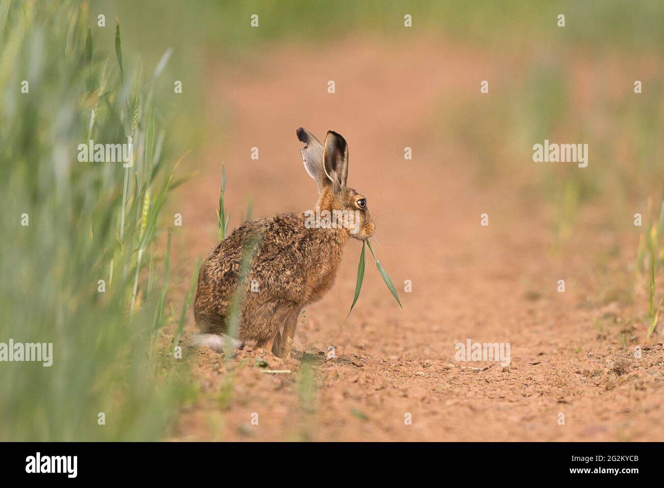 Kidderminster, UK. 12th June, 2021. UK weather: a brown hare is amongst the early morning risers enjoying today's sunshine as he tucks into breakfast - kindly supplied by the farmer! Credit: Lee Hudson/Alamy Live News Stock Photo