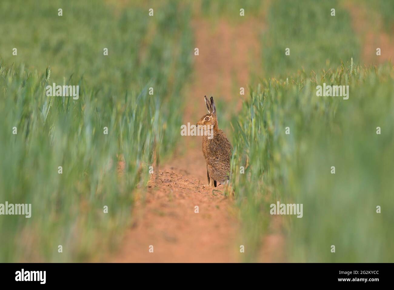 Kidderminster, UK. 12th June, 2021. UK weather: a common brown hare is amongst the early morning risers enjoying today's summer sunshine. Credit: Lee Hudson/Alamy Live News Stock Photo