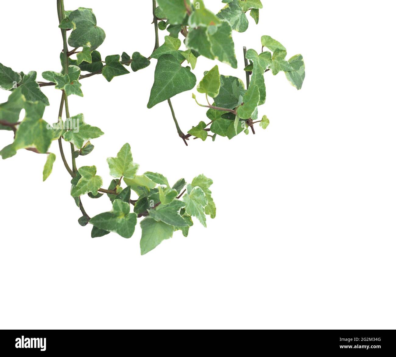 ivy plant leaves isolated over white background Stock Photo Alamy