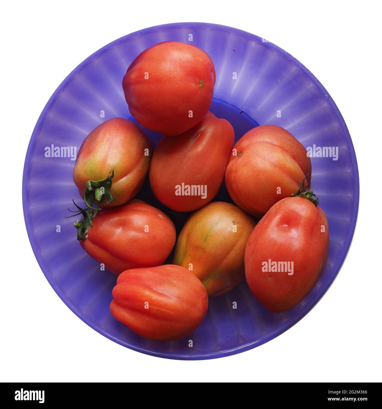 tomatoes (scientific name Solanum lycopersicum) vegetables vegetarian