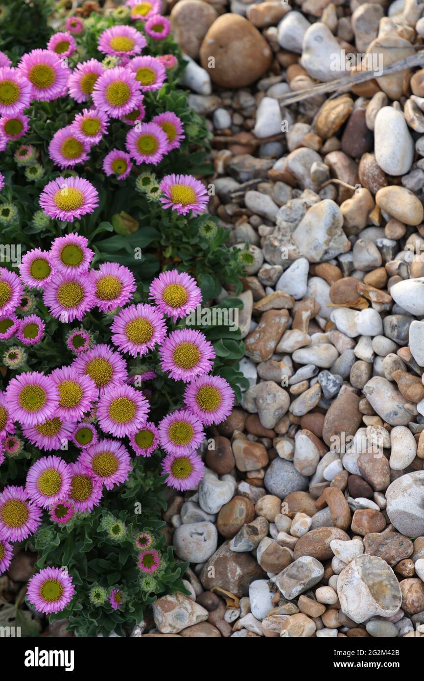 Gravel Garden Plants High Resolution Stock Photography and Images - Alamy