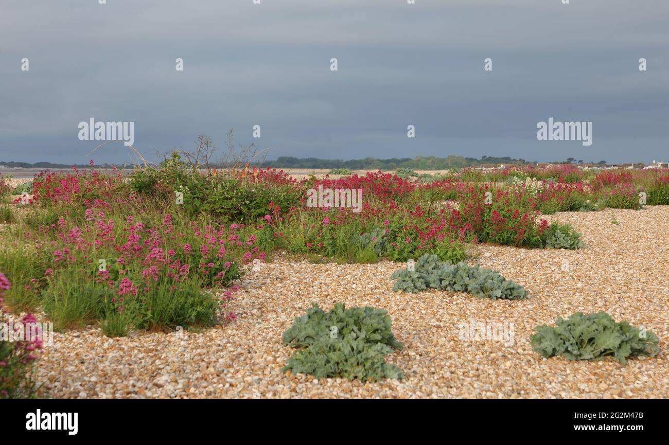 Plants growing on the beach of the south coast of the UK Stock Photo