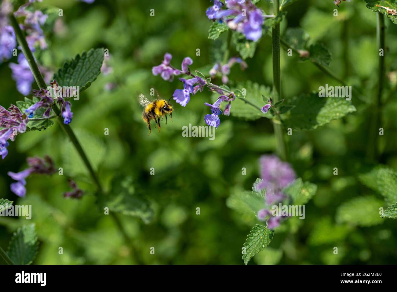 A Bumblebee flying through catnip plants. Stock Photo