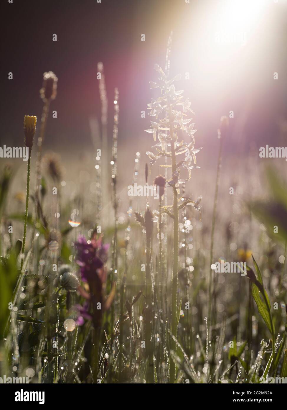 Wild Flowers growing on Alpine Meadow Stock Photo