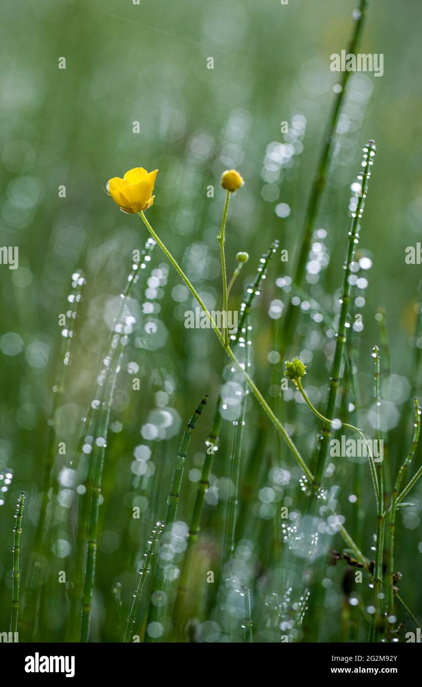 Wild Flowers growing on Alpine Meadow Stock Photo