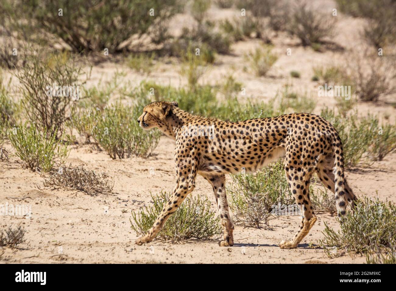 Cheetah walking in dry land in Kgalagadi transfrontier park, South Africa ; Specie Acinonyx jubatus family of Felidae Stock Photo