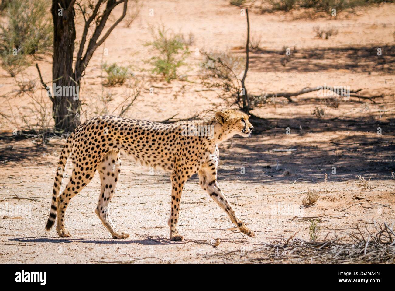 Cheetah walking in dry land in Kgalagadi transfrontier park, South Africa ; Specie Acinonyx jubatus family of Felidae Stock Photo