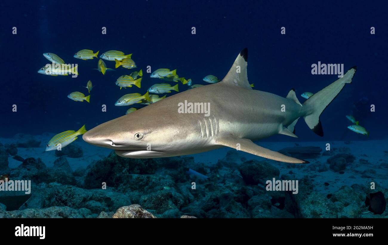Blacktip shark (Carcharhinus limbatus) in Maldives Stock Photo