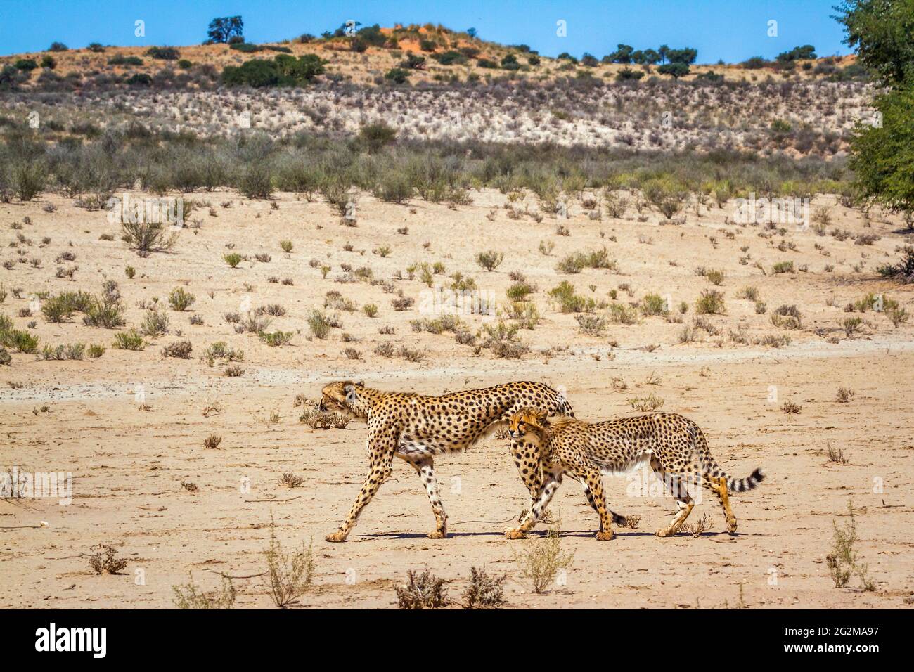 Cheetah female and cub walking in desert in Kgalagadi transfrontier park, South Africa ; Specie Acinonyx jubatus family of Felidae Stock Photo