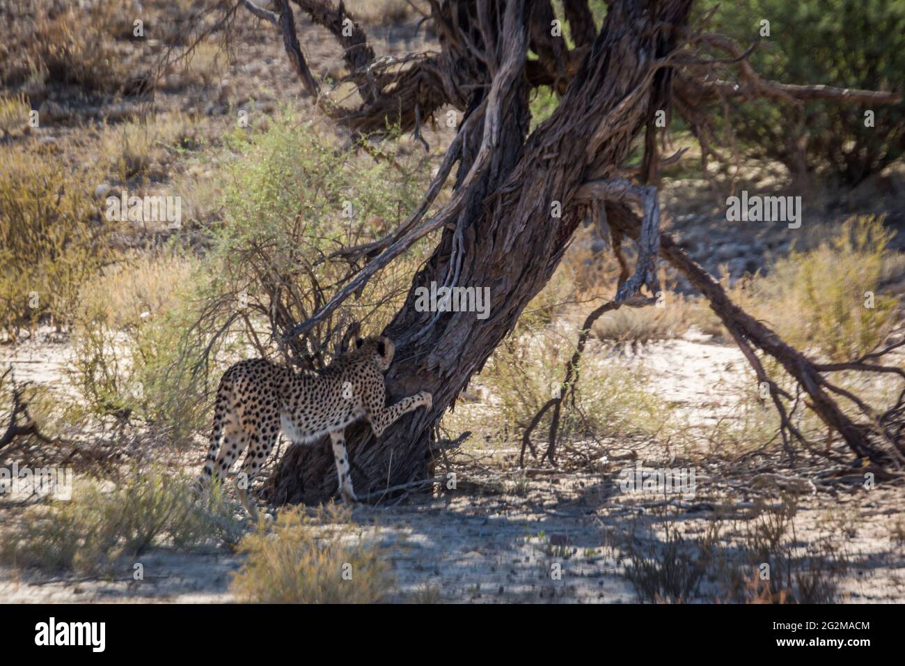 Cheetah scratching tree trunk in Kgalagadi transfrontier park, South Africa ; Specie Acinonyx jubatus family of Felidae Stock Photo