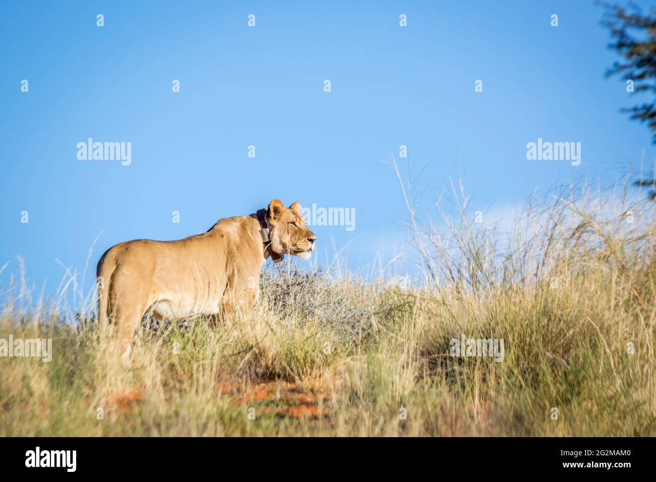 African lioness with tracking collar in Kgalagadi transfrontier park, South Africa; Specie panthera leo family of felidae Stock Photo