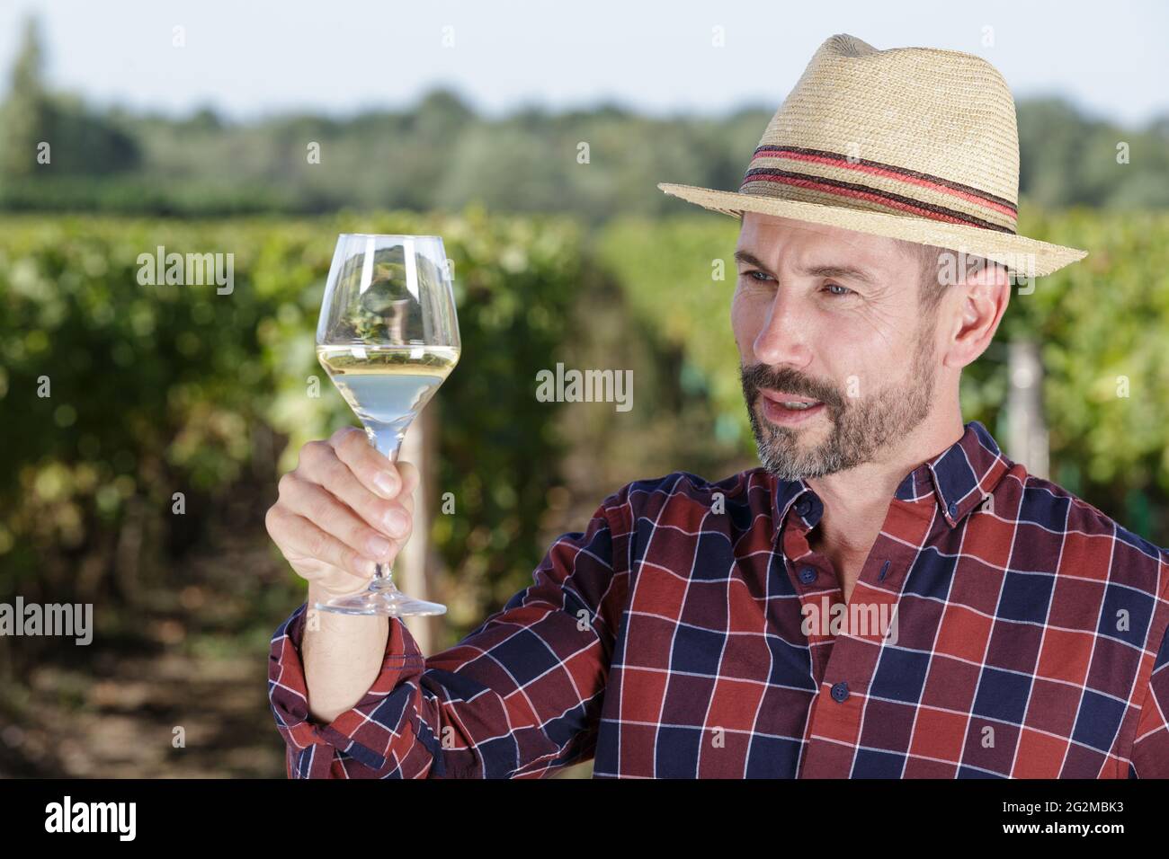 winegrower tasting wine in vineyard Stock Photo - Alamy