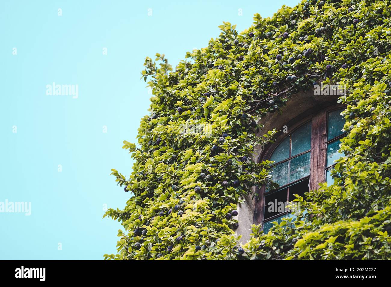 Plants hot house hi-res stock photography and images - Alamy