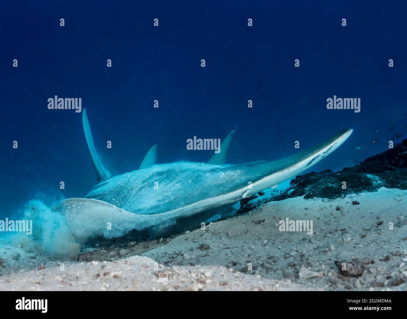 Giant guitarfish (Rhynchobatus djiddensis) in Maldives Stock Photo