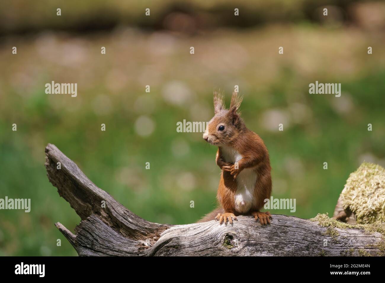 red squirrel, Sciurus vulgaris, feeding in coniferous woodlans, Scottish lowlnds in summer Stock Photo