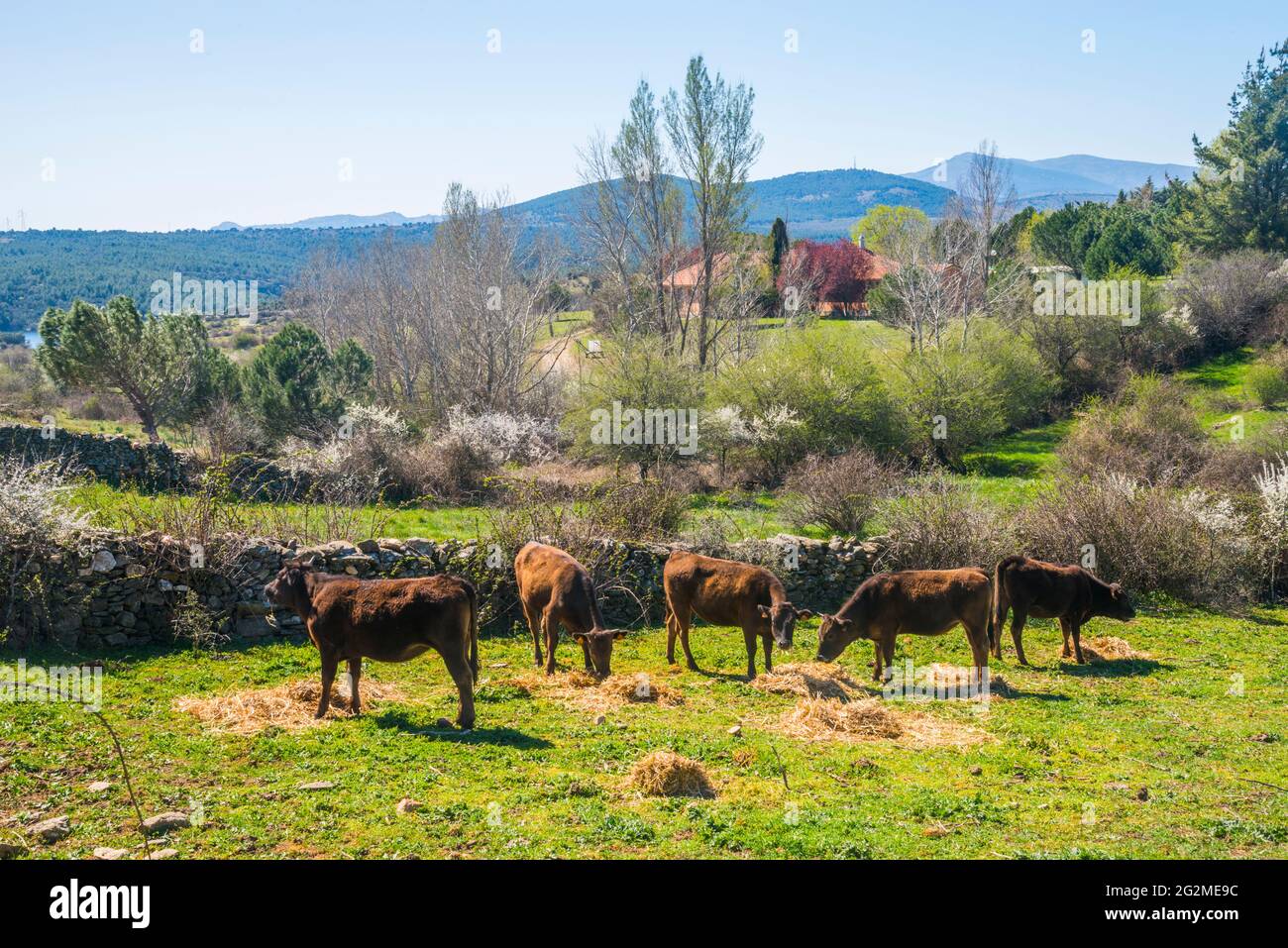 Calves grazing in a pen. Gandullas, Madrid province, Spain. Stock Photo