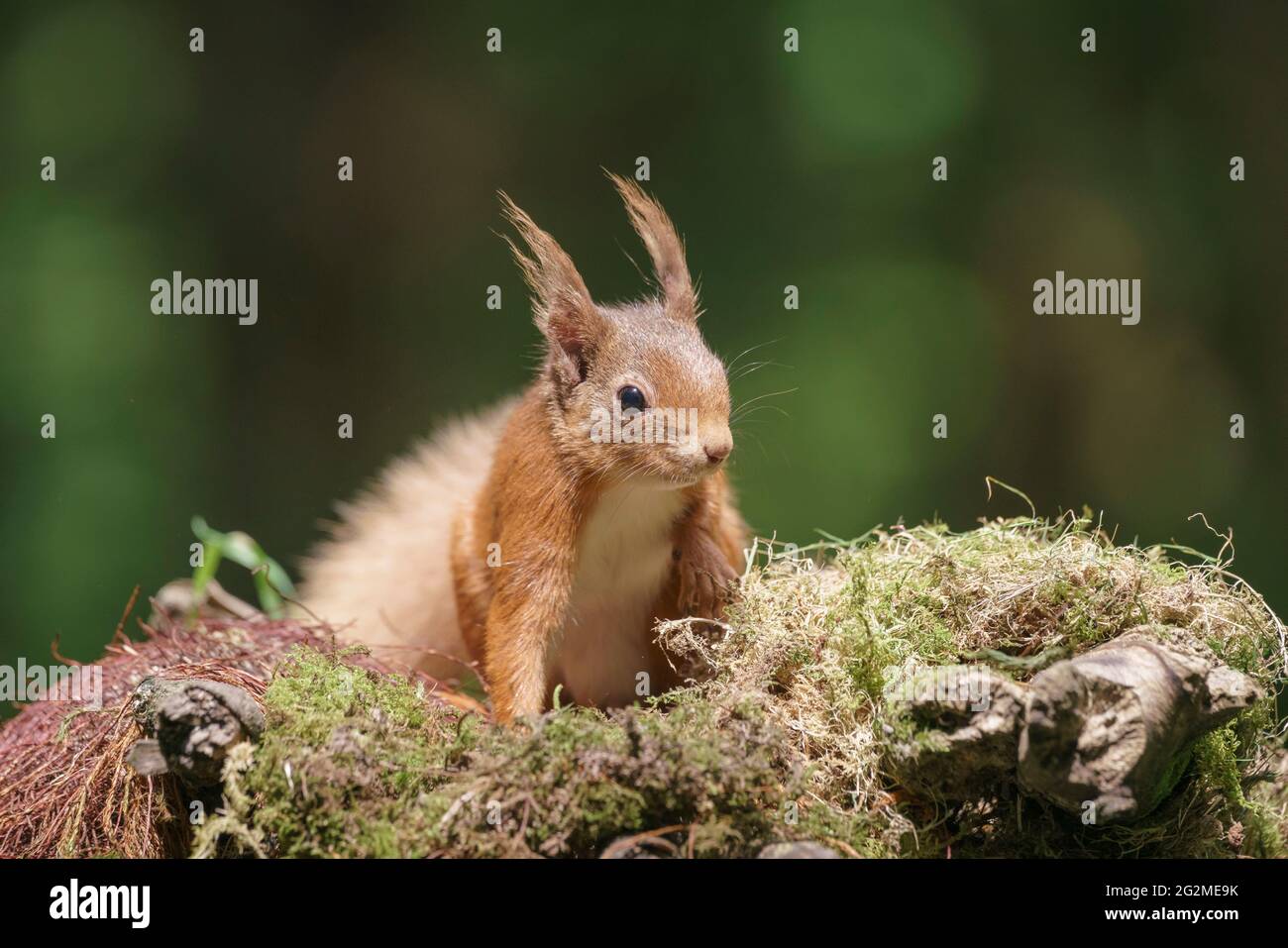 red squirrel, Sciurus vulgaris, feeding in coniferous woodlans, Scottish lowlnds in summer Stock Photo