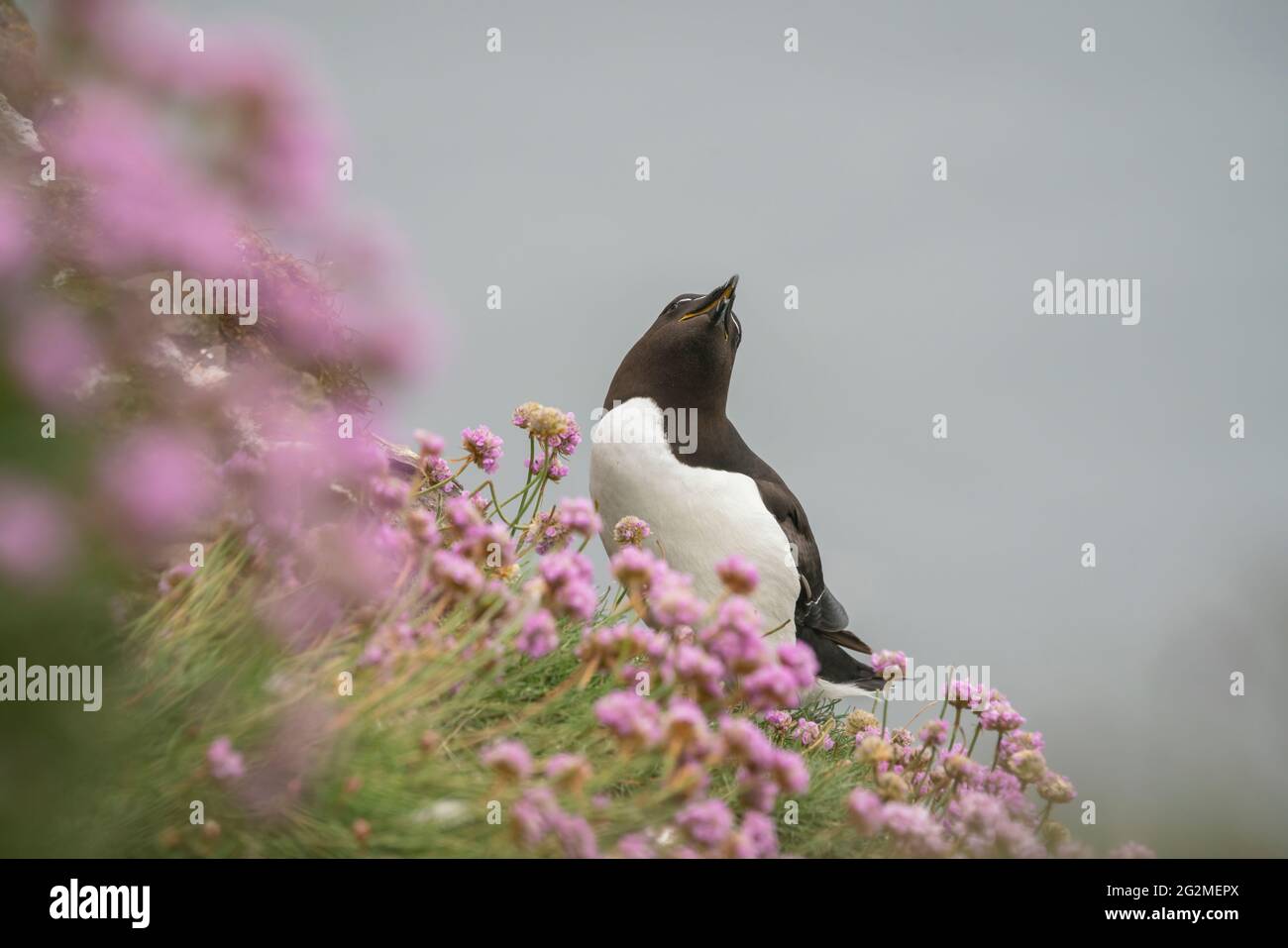 Common Razorbil, Alca torda, Sea bird collony, mid summer on Scotlands coast Stock Photo