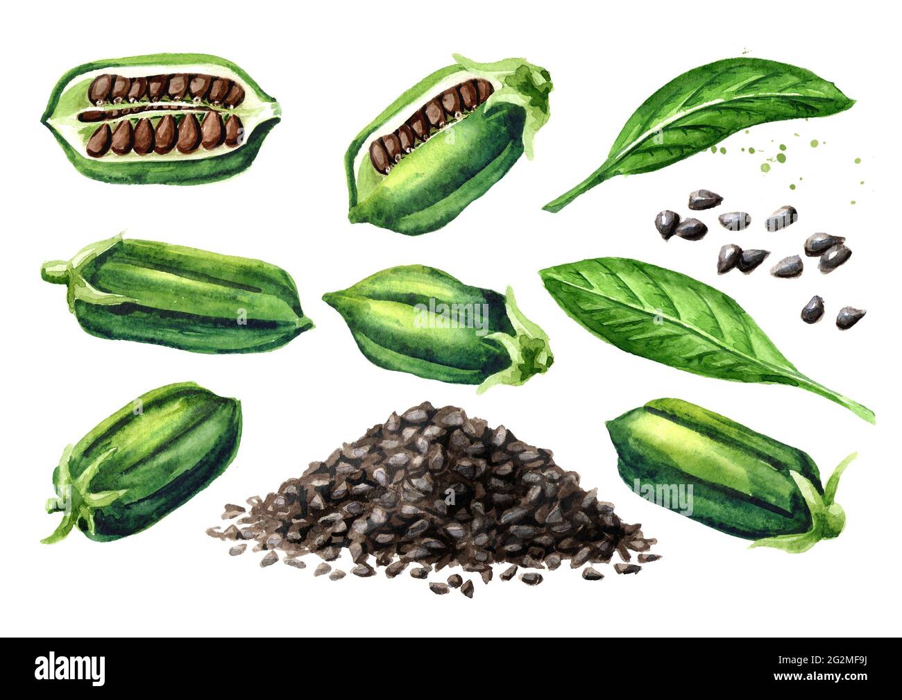 Black Sesame Seed Plant