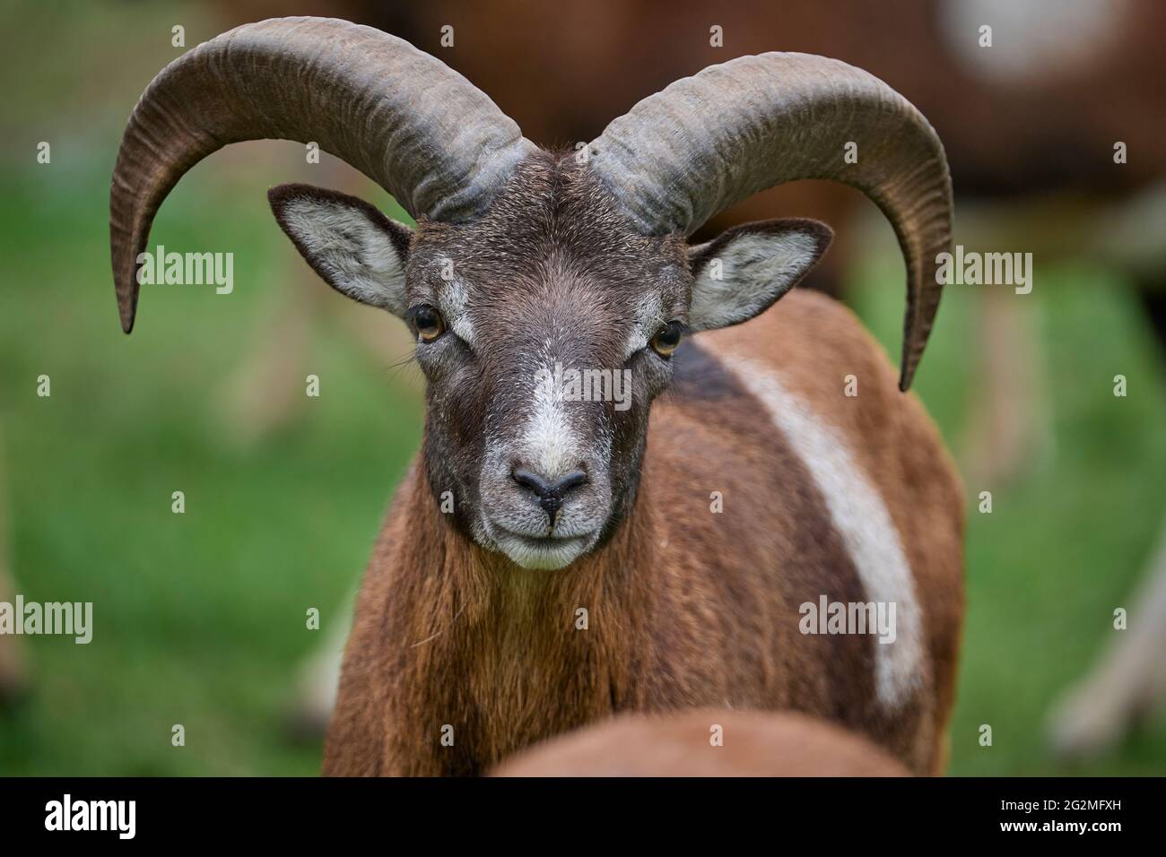 Mouflon, Ovis musimon, Ram portrait Stock Photo