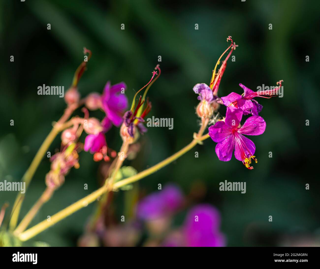 Purple Geranium robertianum close up of flower Stock Photo