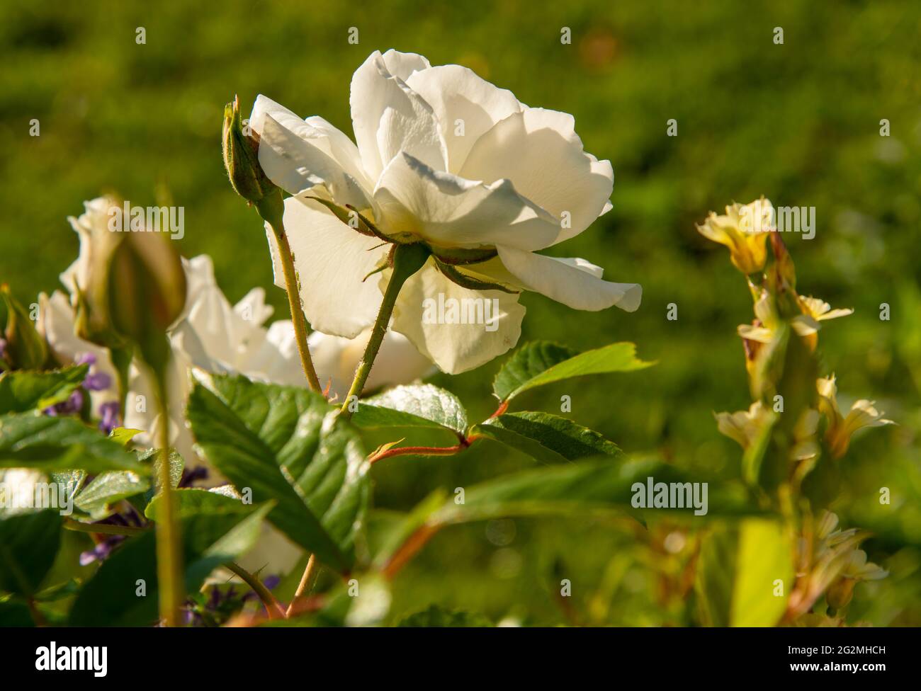 Flowering white rose blooming in a summer garden Stock Photo