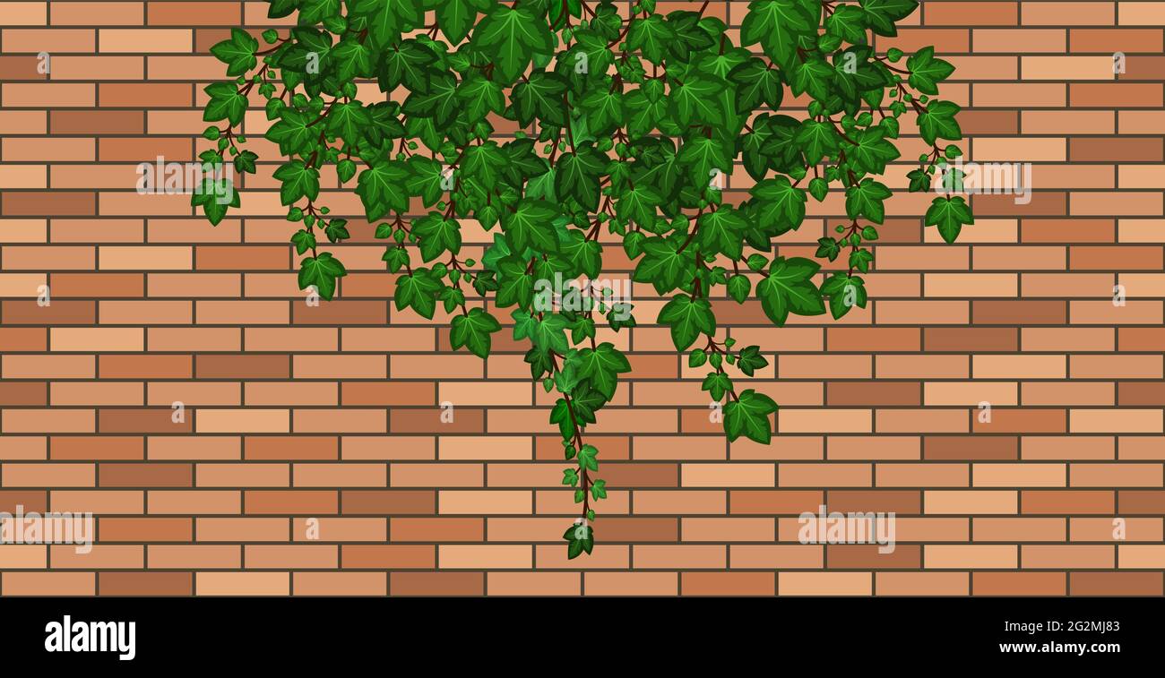 Brick wall with ivy leaves falling. Green ivy foliage on brown brick, house wall or fence. Cartoon background pattern. Vector illustration Stock Vector