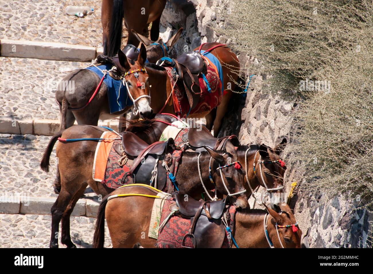 A group of transport donkeys on the island of Santorini in Greece in the descent to the old port of Fira Stock Photo
